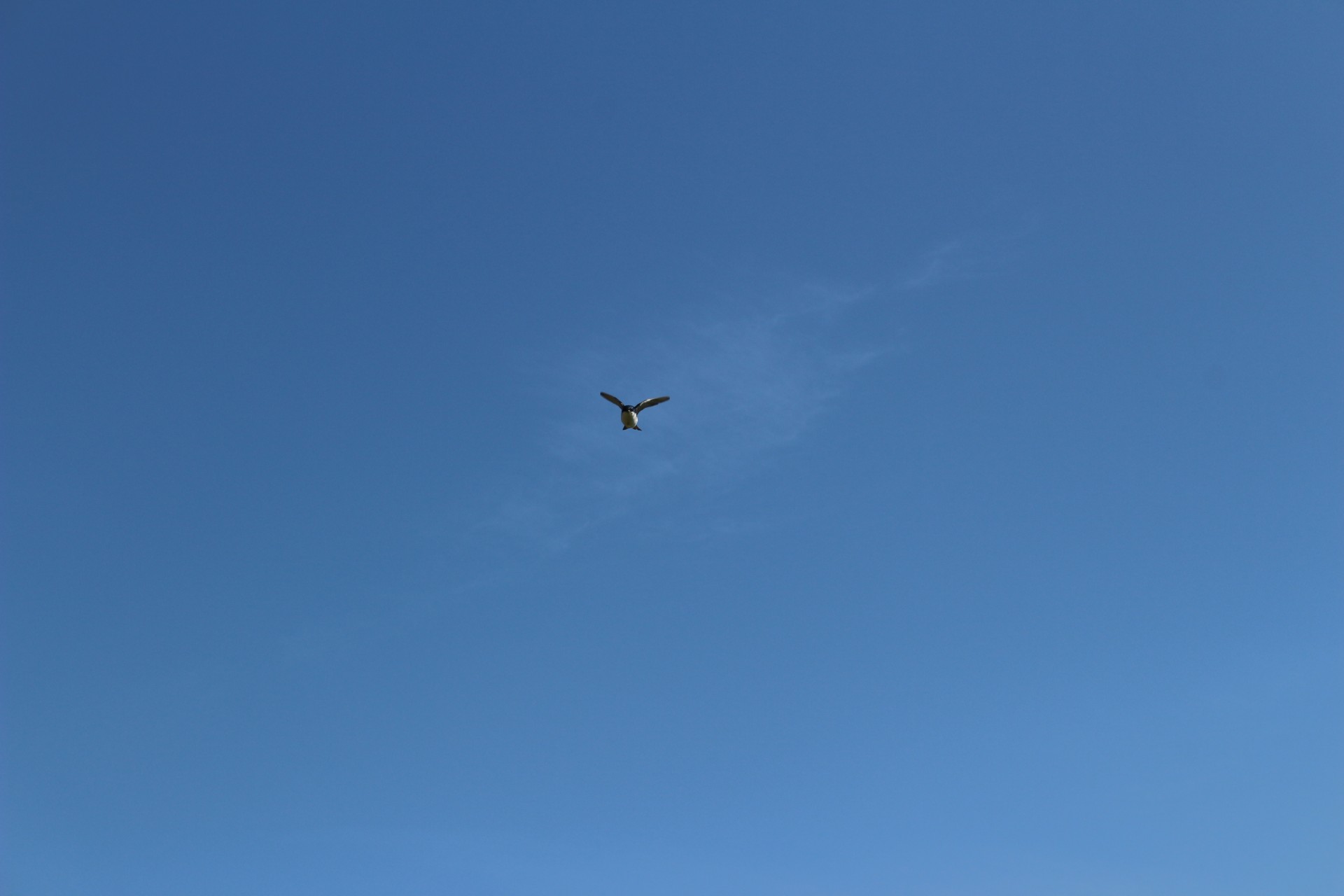 Swooping Swallow Attack Blue Sky