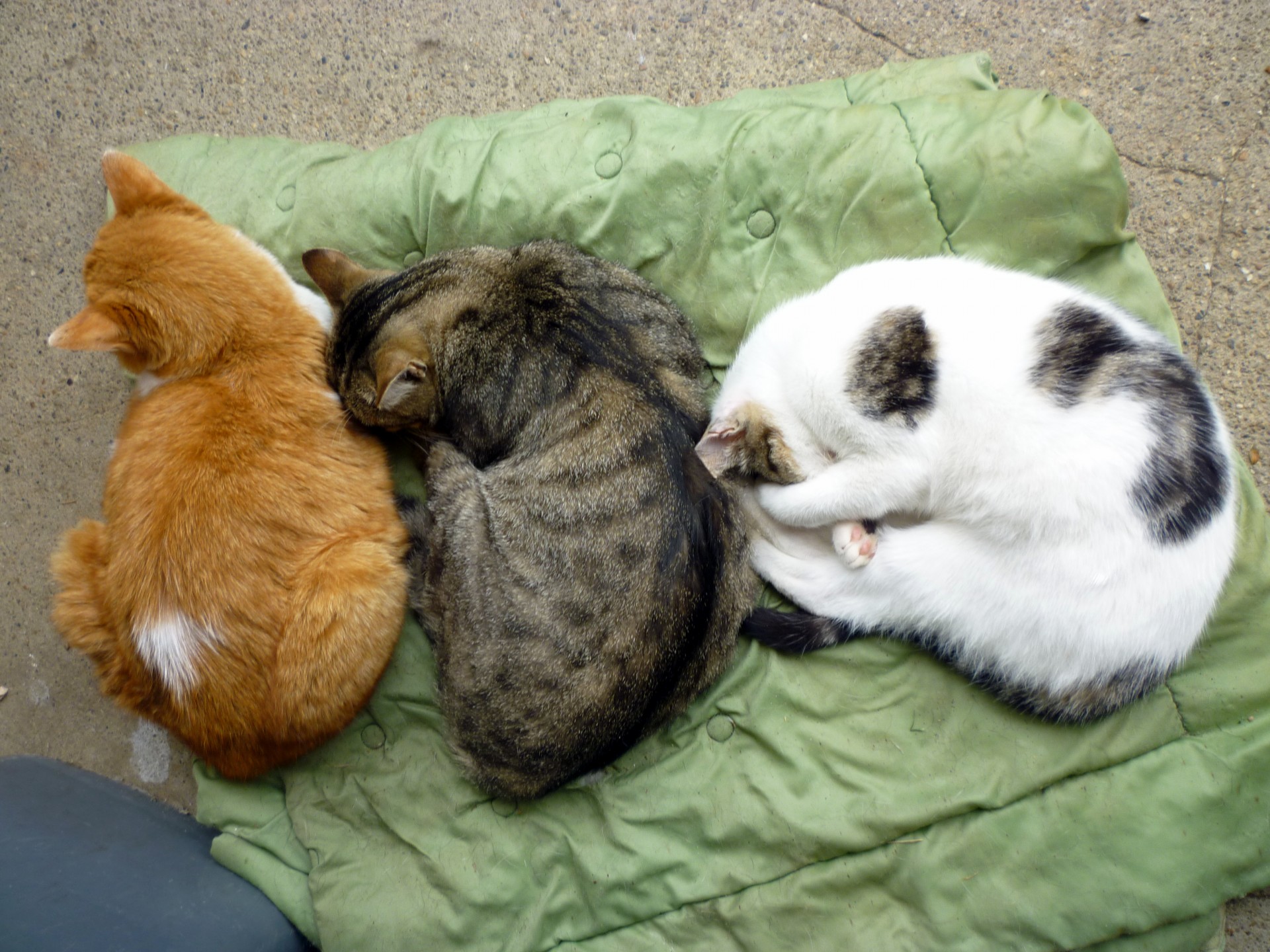 Three Cats Sleeping