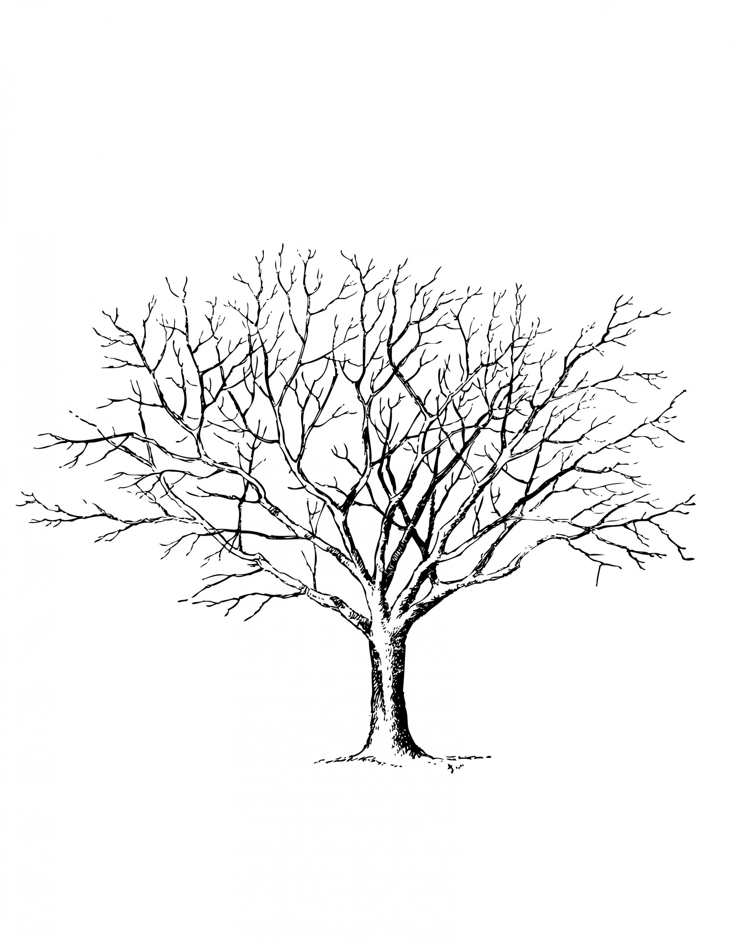 Winter tree line art drawing