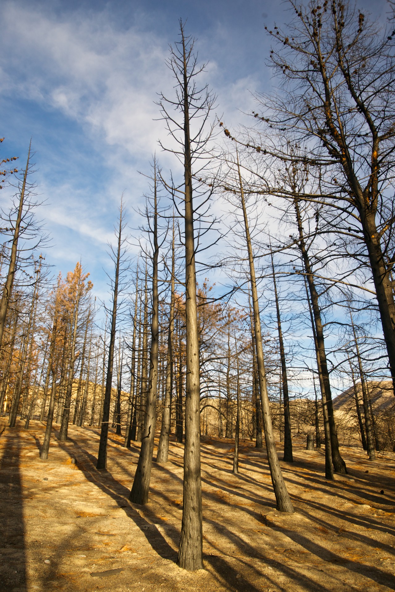 Trees In Burned Forest
