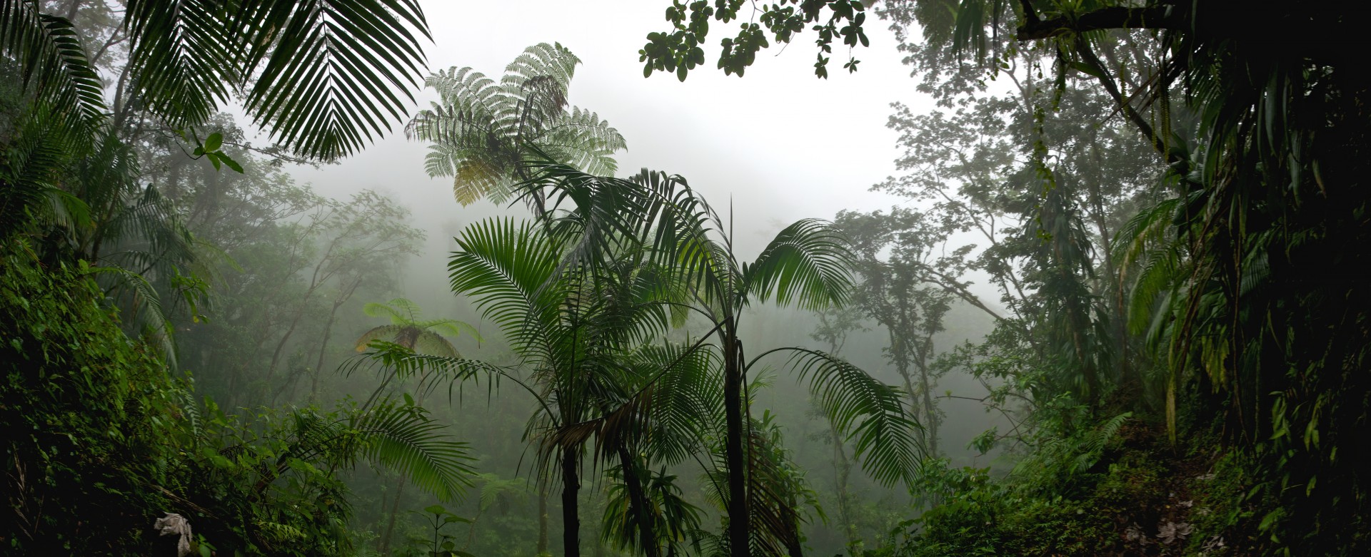 Tropical rain forest mist in the lush green jungle of the Caribbean.