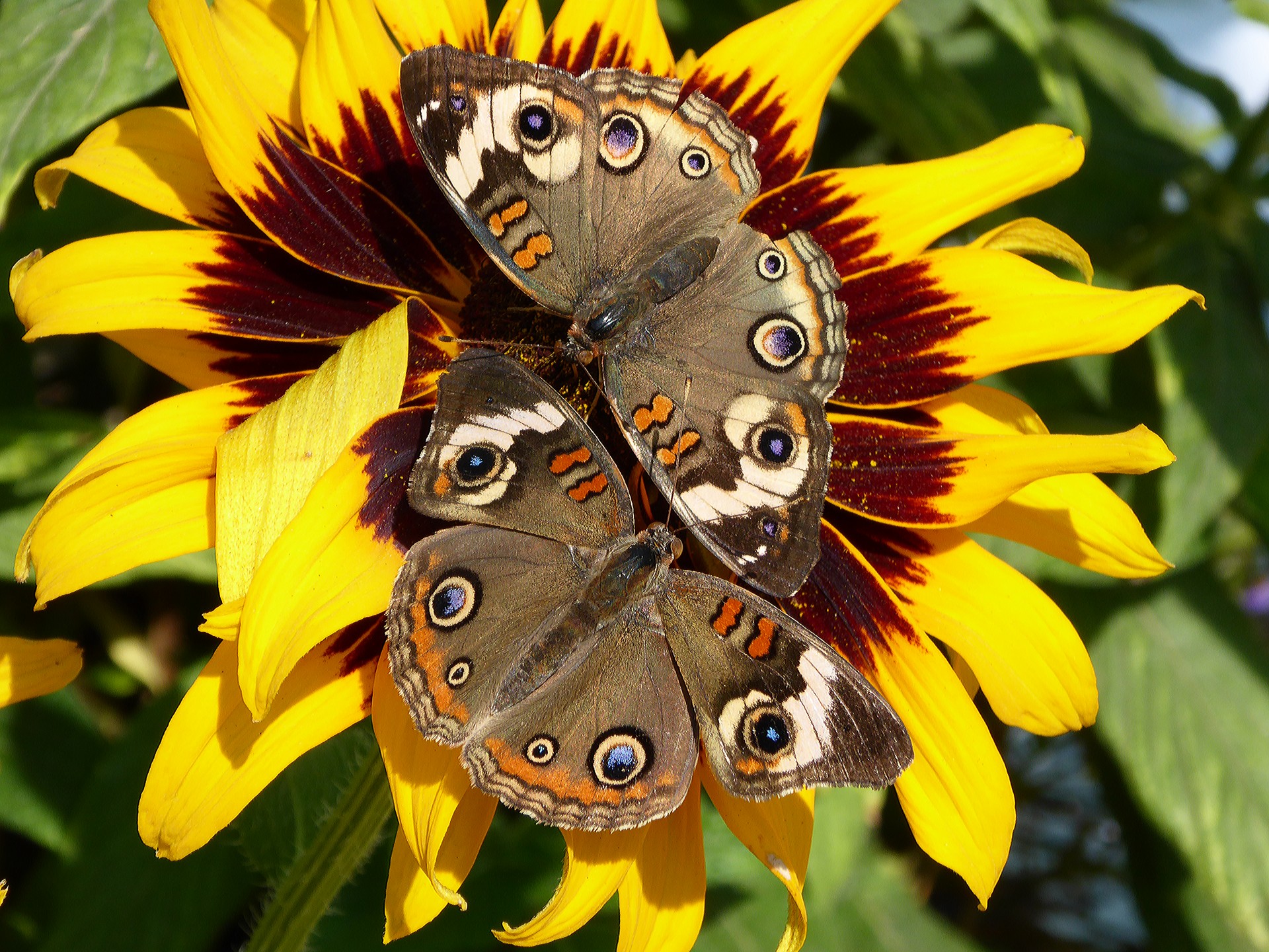 two buckeye butterflies on a single sunflower