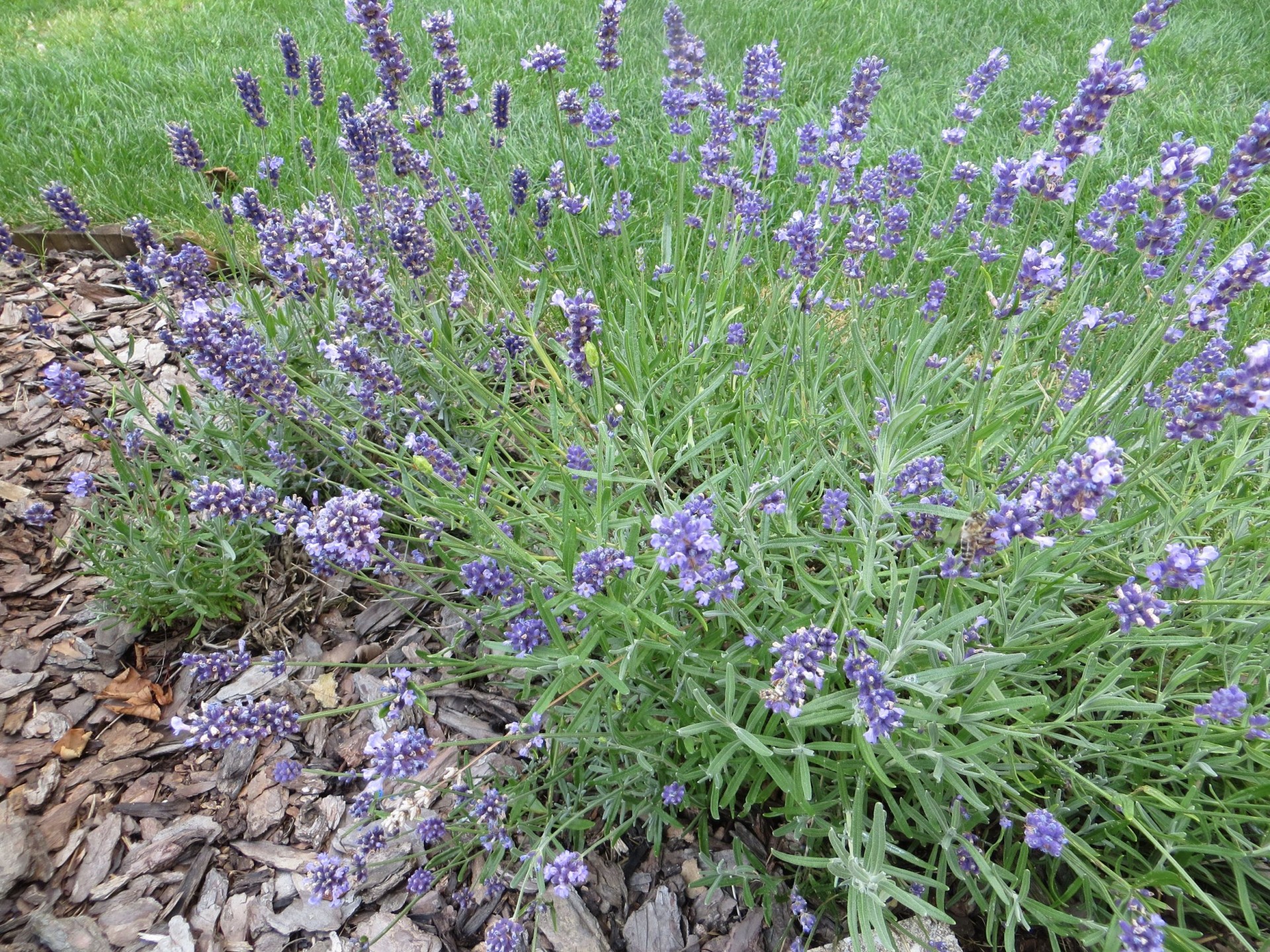Fragrant Lavender