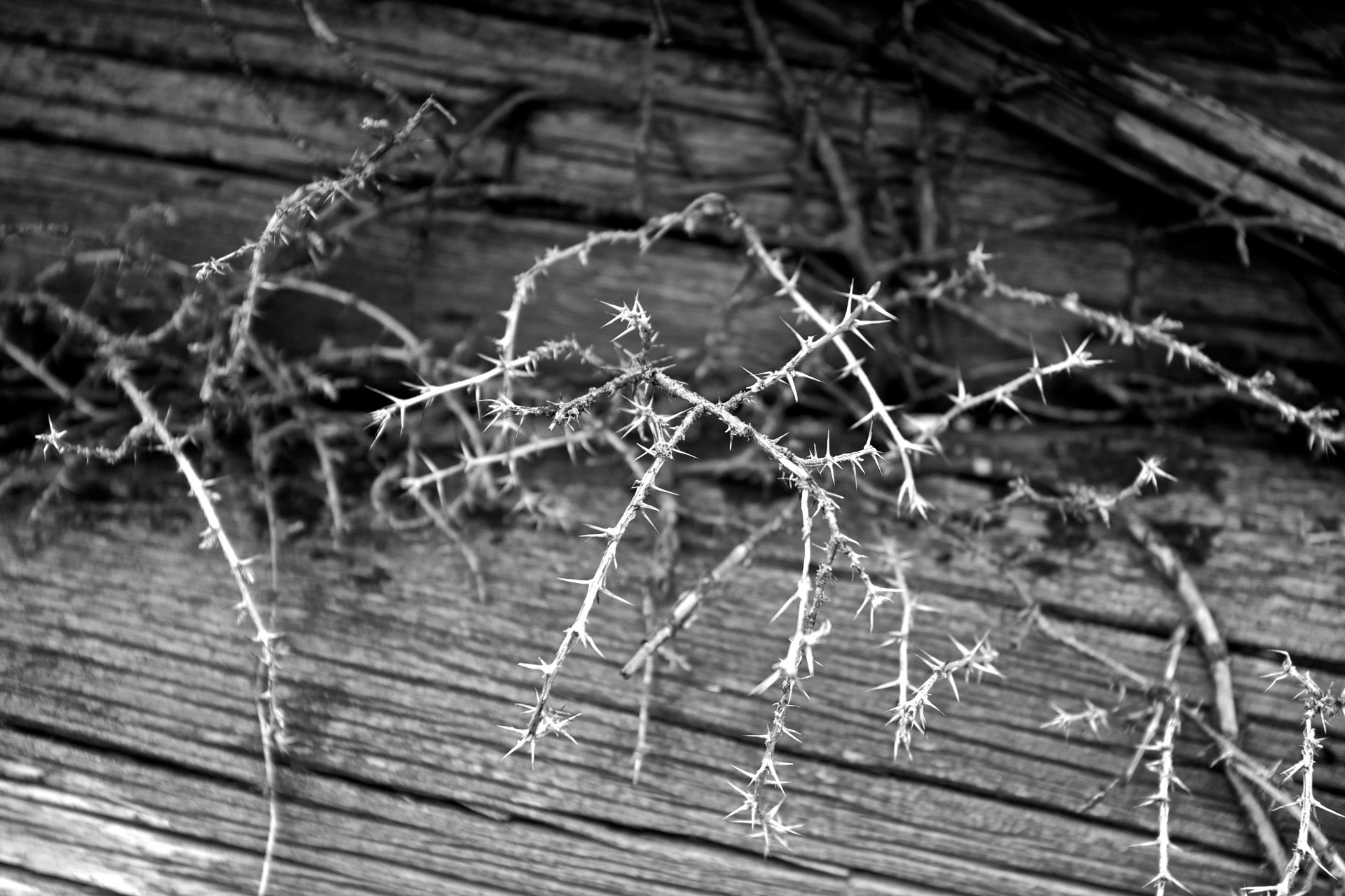 Cluster of white thorns grows out of the cracks of a forgotten wooden floor.