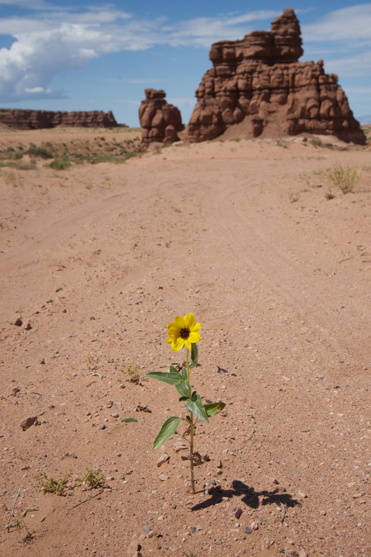 Wildflower In Utah Desert