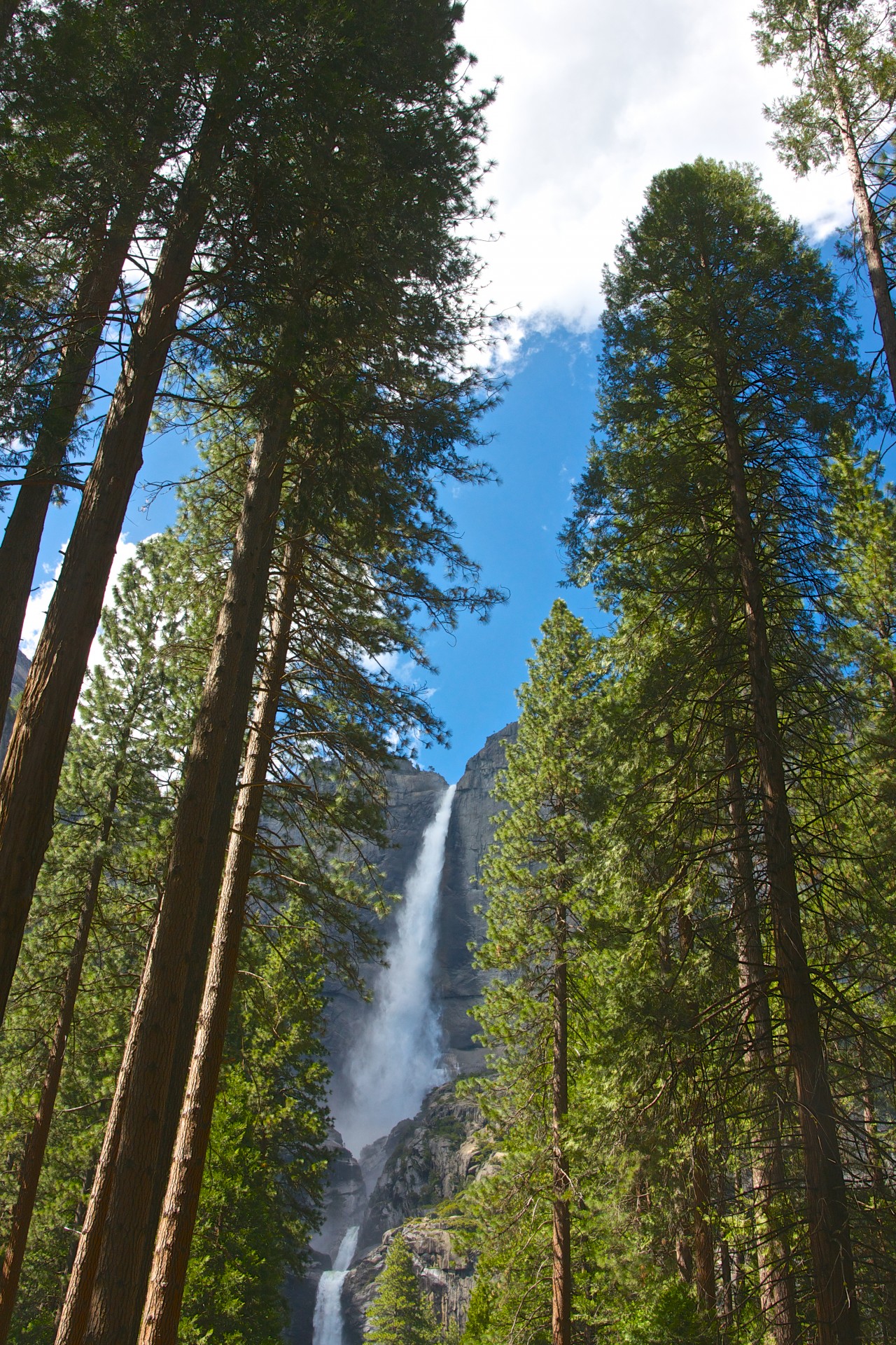 View of Upper Yosemite Falls seen from the forest floor of the National Park.