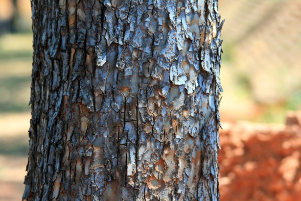 Trunchi de copac de pin Poza gratuite - Public Domain Pictures