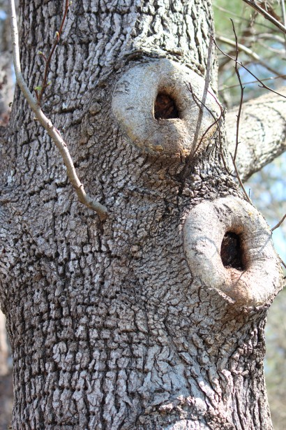 Cavità degli alberi nodo Immagine gratis - Public Domain Pictures