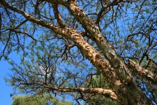 Acacia Sieberiana Thorn Tree
