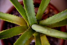 Aloe Vera Cactus Plant