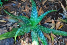 Aloe Very Amongst Dry Leaves