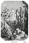 Antique Illustration: Desert Cactus