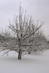 Apple Trees In Snow