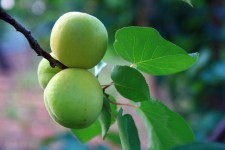 Apricots On Twig
