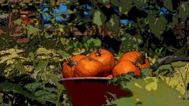 Artistic Pumpkins In Wheelbarrow