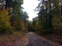 Autumn Leaves Walking Path
