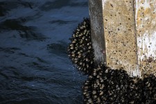 Barnacles Attached On Pier Post