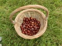 Basket Of Chestnuts