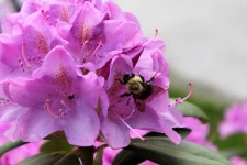 Bee On Flowers - 02