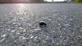 Beetle Crossing The Road