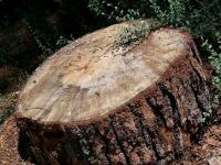 Big Tree Stump