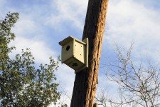 Bird House On A Pole