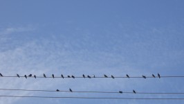 Birds On A Wire Background