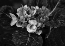 Black And White Hydrangea