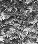 Black And White Leaf Background