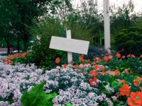 Blank Sign In Flower Bed