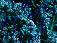 Blue Berry Bush