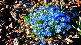 Blue Wildflowers In Rockies