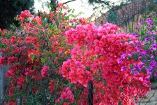 Bougainvillea Creepers On Fence
