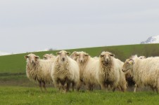 Sheep In The Pyrenees