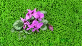 Bright Pink Flowers In Green Plants