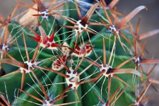 Cactus With Spines