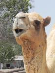 Camel's Head