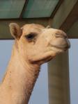 Camel's Head 3
