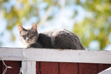Cat On Fence 2
