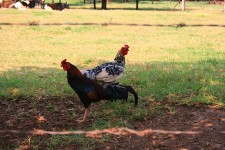 Chickens, Irene Dairy Farm