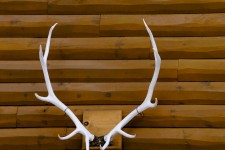 Close-up Mounted Antlers