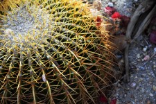 Close Up Of A Barrel Cactus