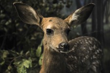 Close Up Of A Deer