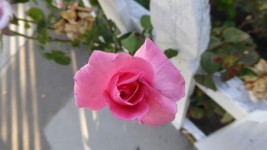 Close Up Of Budding Pink Rose
