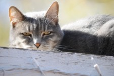Close-up Of Cat On Fence