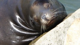 Close Up Of Cute Seal Face