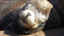 Close Up Of Sleeping Seal
