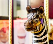 Close-up Zebra Ride Animal