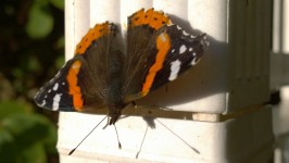 Closeup Of A Butterfly