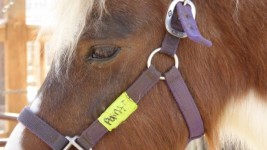 Closeup Of Pony Head